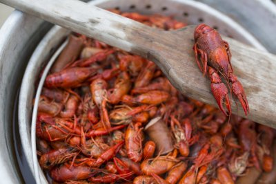 Boiled Louisiana Crawfish