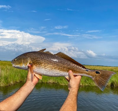 Louisiana Red Fish